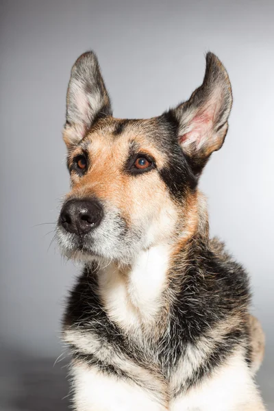 かわいい古いジャーマン ・ シェパード犬。スタジオ撮影に分離の灰色の背景. — ストック写真