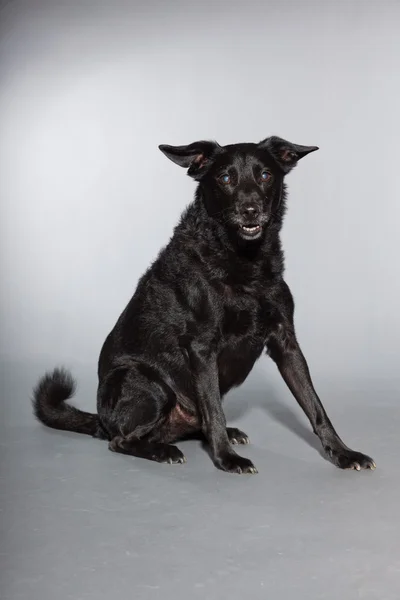 Fekete vegyes fajta kutya. stúdió felvétel elszigetelt a szürke háttér. — Stock Fotó