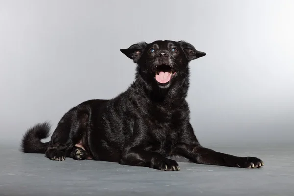Μαύρο σκύλος. στούντιο πυροβόλησε απομονωμένες σε γκρι φόντο. — Φωτογραφία Αρχείου