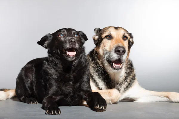 Två hundar tillsammans. svart blandras hund och Schäfer. Studio skott isolerade på grå bakgrund. — Stockfoto