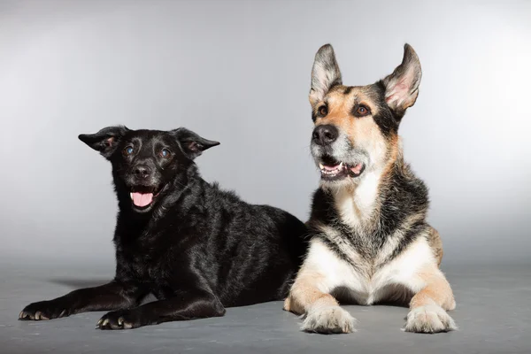 Dois cães juntos. Cão misto preto e pastor alemão. Estúdio tiro isolado em fundo cinza . — Fotografia de Stock