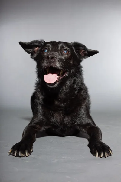 stock image Mixed breed black dog. Studio shot isolated on grey background.