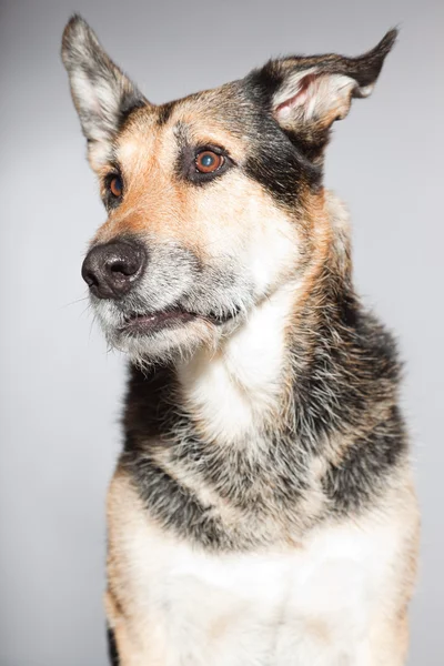 Netter alter deutscher Schäferhund. Studioaufnahme isoliert auf grauem Hintergrund. — Stockfoto