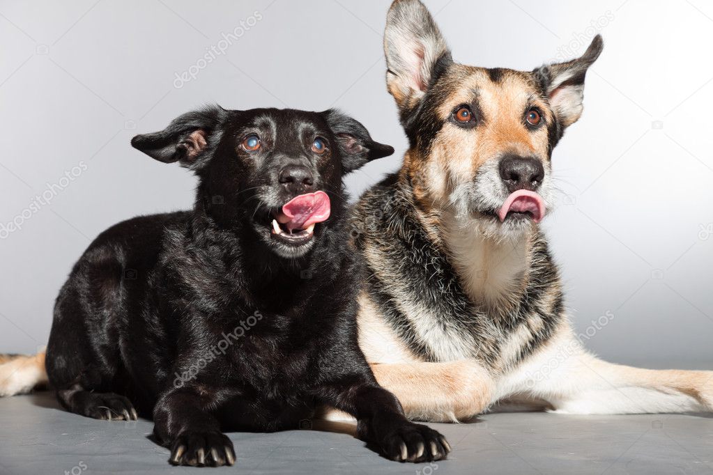 Two dogs together. Black mixed breed dog and german shepherd. Studio shot isolated on grey background.