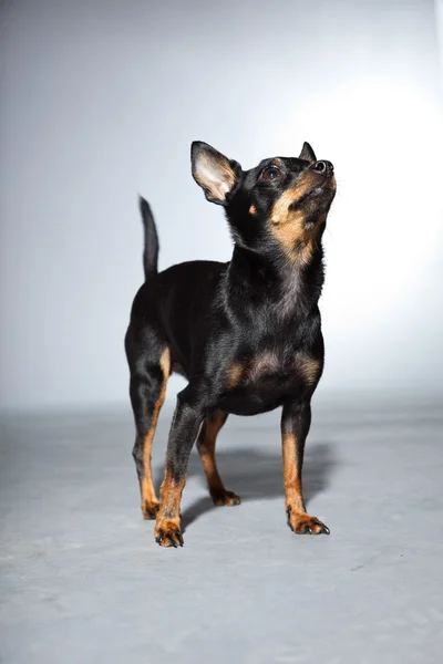 Симпатичная и смешная черно-коричневая собака чихуахуа выделена на сером фоне . — стоковое фото