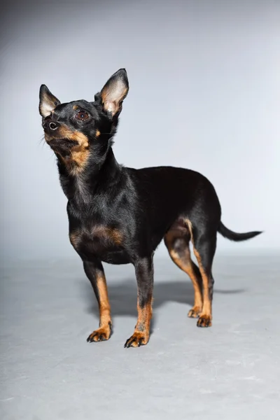 Милий і смішний чорно-коричневий собака чихуахуа ізольований на сірому фоні . — стокове фото