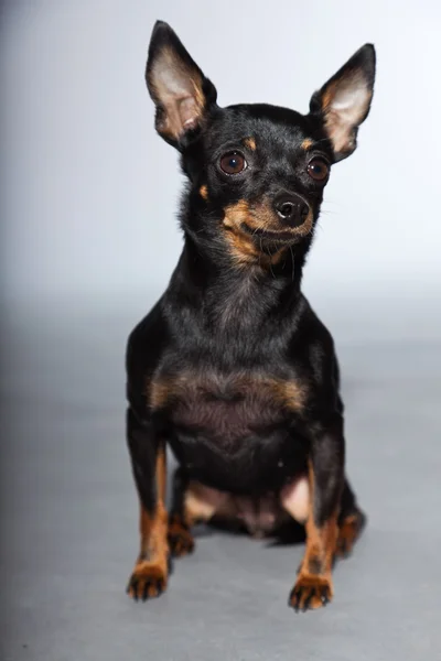 Aranyos és vicces fekete és barna chihuahua kutya elszigetelt szürke háttér. — Stock Fotó