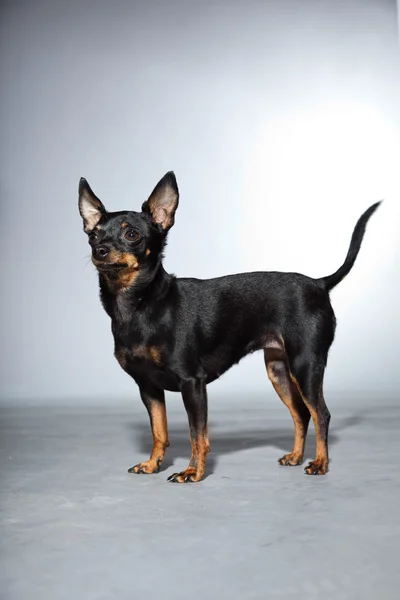 Симпатичная и смешная черно-коричневая собака чихуахуа выделена на сером фоне . — стоковое фото