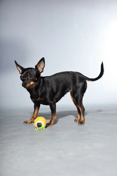 Симпатичная и смешная черно-коричневая собака чуахуа выделена на сером фоне. Игра с маленьким мячиком . — стоковое фото
