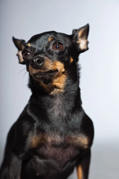 灰色の背景上に分離されてかわいいと面白い黒と茶色のチワワ犬. — ストック写真