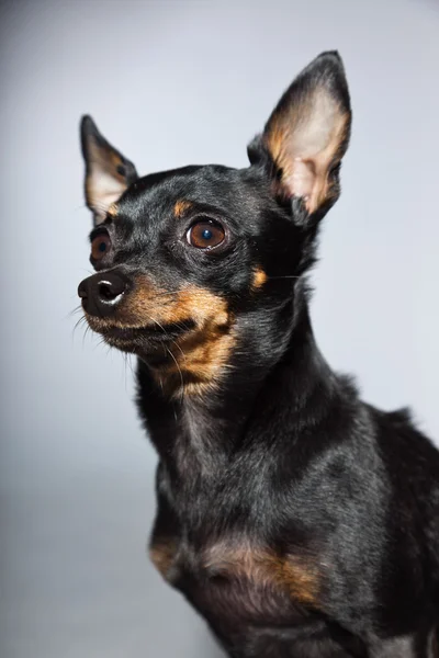 Aranyos és vicces fekete és barna chihuahua kutya elszigetelt szürke háttér. — Stock Fotó