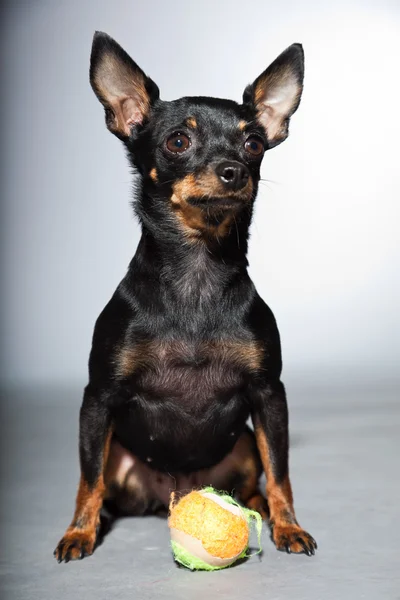 Netter und lustiger schwarz-brauner Chihuahua-Hund isoliert auf grauem Hintergrund. Spiel mit wenig Ball. — Stockfoto