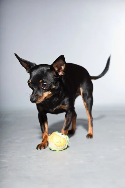 Cão chihuahua preto e marrom bonito e engraçado isolado em fundo cinza. Jogando com pequena bola . — Fotografia de Stock