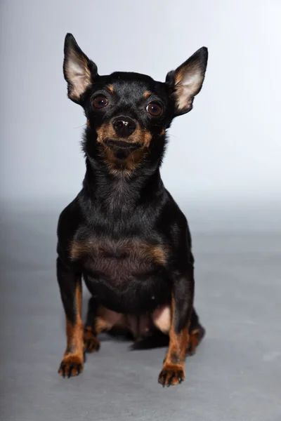 Söta och roliga svart och brun chihuahua hunden isolerade på grå bakgrund. — Stockfoto