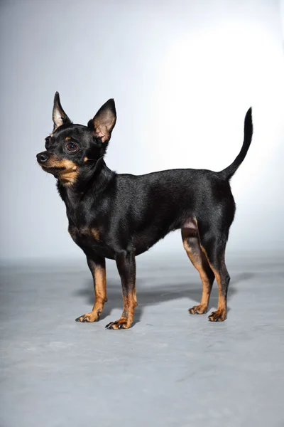 灰色の背景上に分離されてかわいいと面白い黒と茶色のチワワ犬. — ストック写真