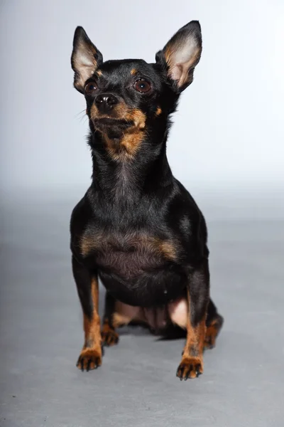 Niedlich und lustig schwarz und braun chihuahua Hund isoliert auf grauem Hintergrund. — Stockfoto