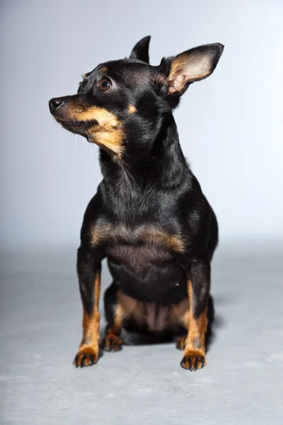 Милий і смішний чорно-коричневий собака чихуахуа ізольований на сірому фоні . — стокове фото