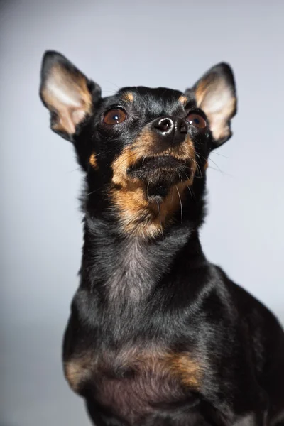 Χαριτωμένο και αστείο chihuahua και καφέ σκυλί που απομονώνονται σε γκρι φόντο. — Φωτογραφία Αρχείου