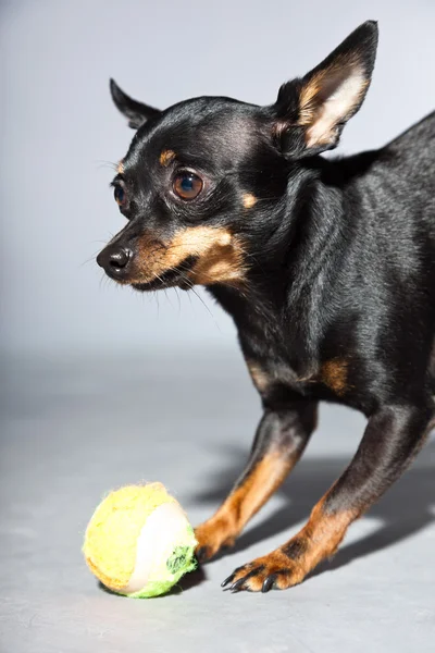 Lindo y divertido perro chihuahua negro y marrón aislado sobre fondo gris. Jugando con una pequeña pelota . — Foto de Stock