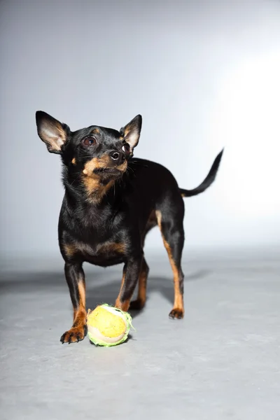 Carino e divertente cane chihuahua nero e marrone isolato su sfondo grigio. Giocare con la pallina . — Foto Stock