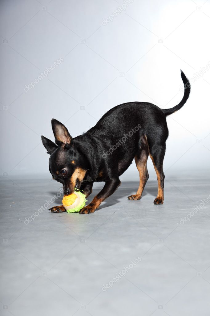 かわいいと面白い黒と茶色チワワ犬の灰色の背景に分離しました 小さなボールで遊ぶ ストック写真 C Ysbrand