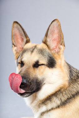 güzel Alman çoban köpeği gri arka plan üzerinde izole. Stüdyo vurdu. kahverengi ve gri renkli.