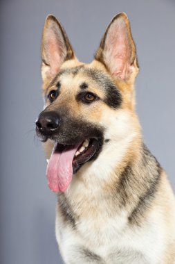 güzel Alman çoban köpeği gri arka plan üzerinde izole. Stüdyo vurdu. kahverengi ve gri renkli.