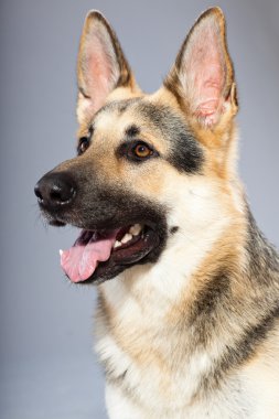 güzel Alman çoban köpeği gri arka plan üzerinde izole. Stüdyo vurdu. kahverengi ve gri renkli.