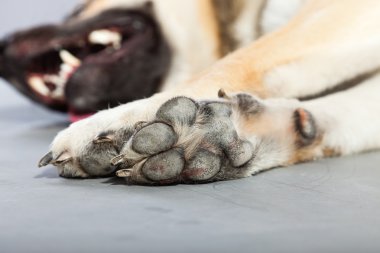 Alman çoban köpek izole gri arka plan üzerinde pençe. Stüdyo vurdu.
