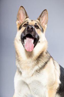 güzel Alman çoban köpeği gri arka plan üzerinde izole. Stüdyo vurdu. kahverengi ve gri renkli.