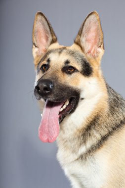 güzel Alman çoban köpeği gri arka plan üzerinde izole. Stüdyo vurdu. kahverengi ve gri renkli.