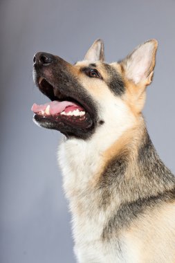 güzel Alman çoban köpeği gri arka plan üzerinde izole. Stüdyo vurdu. kahverengi ve gri renkli.