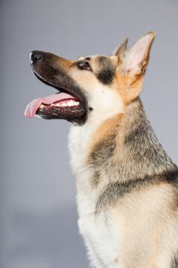 güzel Alman çoban köpeği gri arka plan üzerinde izole. Stüdyo vurdu. kahverengi ve gri renkli.