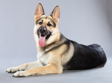 güzel Alman çoban köpeği gri arka plan üzerinde izole. Stüdyo vurdu. kahverengi ve gri renkli.