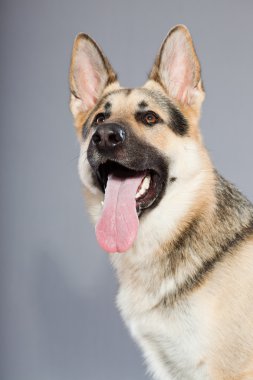 güzel Alman çoban köpeği gri arka plan üzerinde izole. Stüdyo vurdu. kahverengi ve gri renkli.