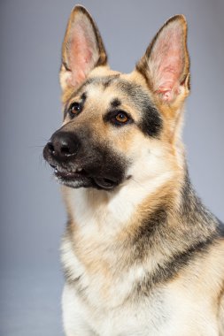 güzel Alman çoban köpeği gri arka plan üzerinde izole. Stüdyo vurdu. kahverengi ve gri renkli.