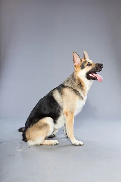 灰色の背景上に分離されて美しいのドイツの羊飼いの犬。スタジオ ショットします。グレーと茶色の着色. — ストック写真