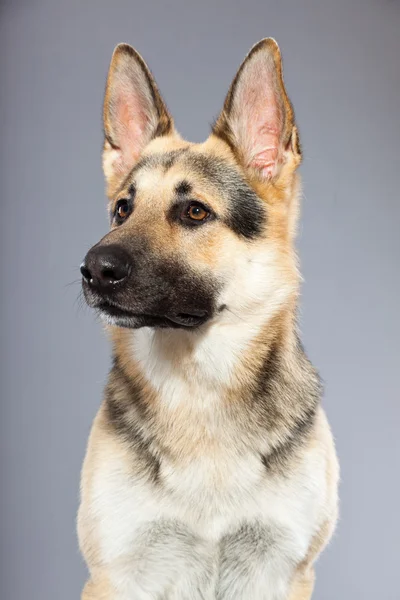 Όμορφο γερμανικό σκυλί ποιμένων απομονώνονται σε γκρι φόντο. Studio που γυρίστηκε. γκρι και καφέ χρώματος. — Φωτογραφία Αρχείου