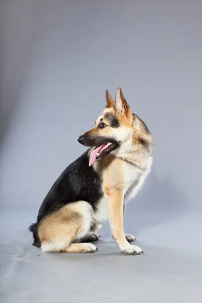 Bellissimo cane pastore tedesco isolato su sfondo grigio. Colpo in studio. Grigio e marrone . — Foto Stock
