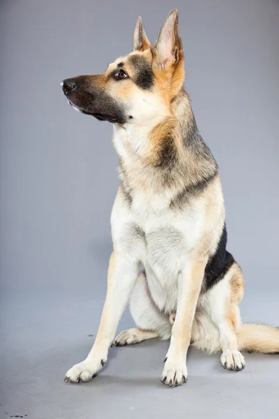 Vakre, tyske gjeterhunder isolert på grå bakgrunn. Studio-opptak. Grå og brun farge . – stockfoto