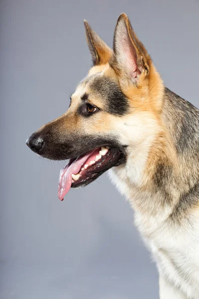 Hermoso perro pastor alemán aislado sobre fondo gris. Grabado en estudio. Gris y marrón . —  Fotos de Stock