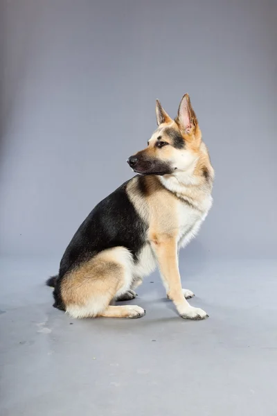 Belo cão pastor alemão isolado em fundo cinza. Tiro no estúdio. Cinza e marrom colorido . — Fotografia de Stock