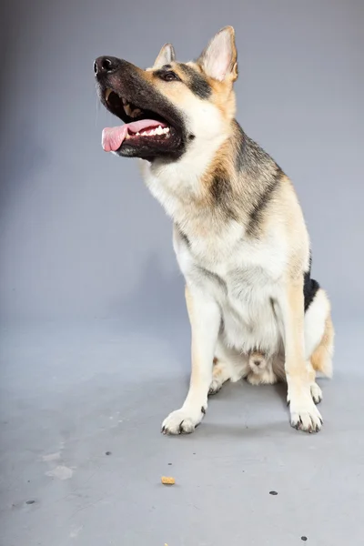 Schöner Schäferhund isoliert auf grauem Hintergrund. Studioaufnahmen. grau und braun gefärbt. — Stockfoto