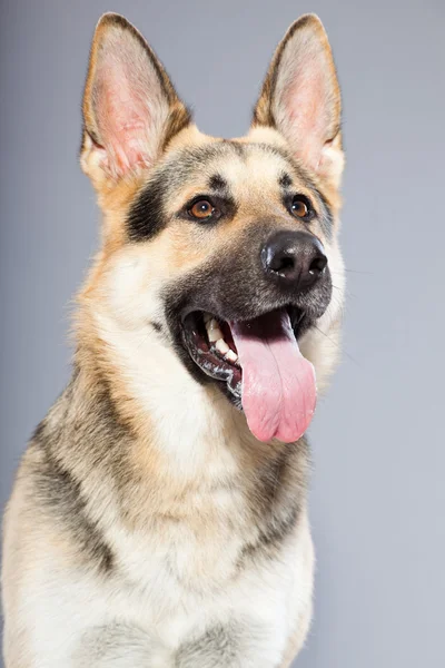 Schöner Schäferhund isoliert auf grauem Hintergrund. Studioaufnahmen. grau und braun gefärbt. — Stockfoto