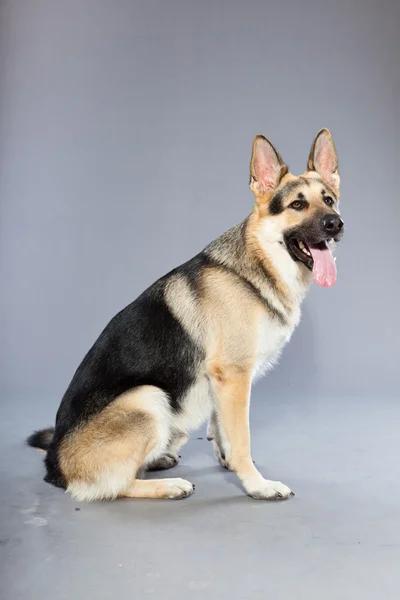 stock image Beautiful german shepherd dog isolated on grey background. Studio shot. Grey and brown colored.