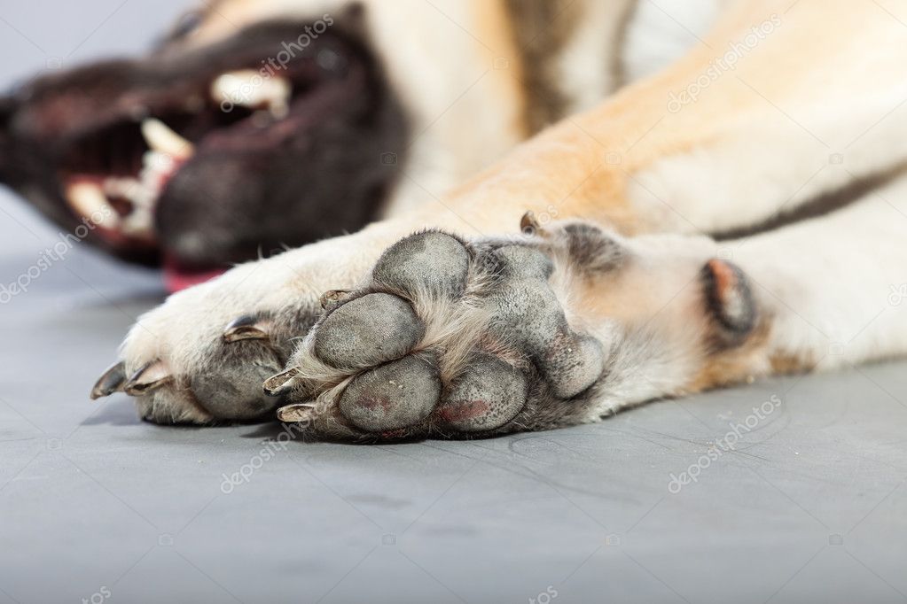 German store shepherd paw