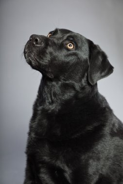 gri arka plan üzerinde izole hafif kahverengi gözlü Siyah labrador retriever köpek. Stüdyo vurdu.