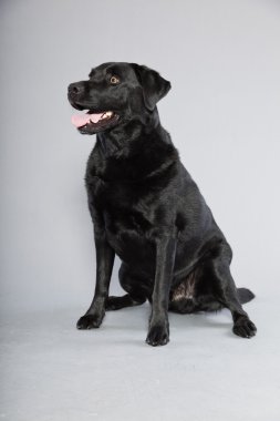 gri arka plan üzerinde izole hafif kahverengi gözlü Siyah labrador retriever köpek. Stüdyo vurdu.