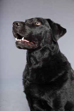 gri arka plan üzerinde izole hafif kahverengi gözlü Siyah labrador retriever köpek. Stüdyo vurdu.