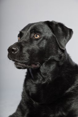 gri arka plan üzerinde izole hafif kahverengi gözlü Siyah labrador retriever köpek. Stüdyo vurdu.